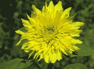 fleur de tournesol tiger eye mix de Kokopelli