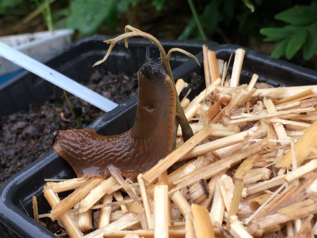 la limace mange ce qui est mort