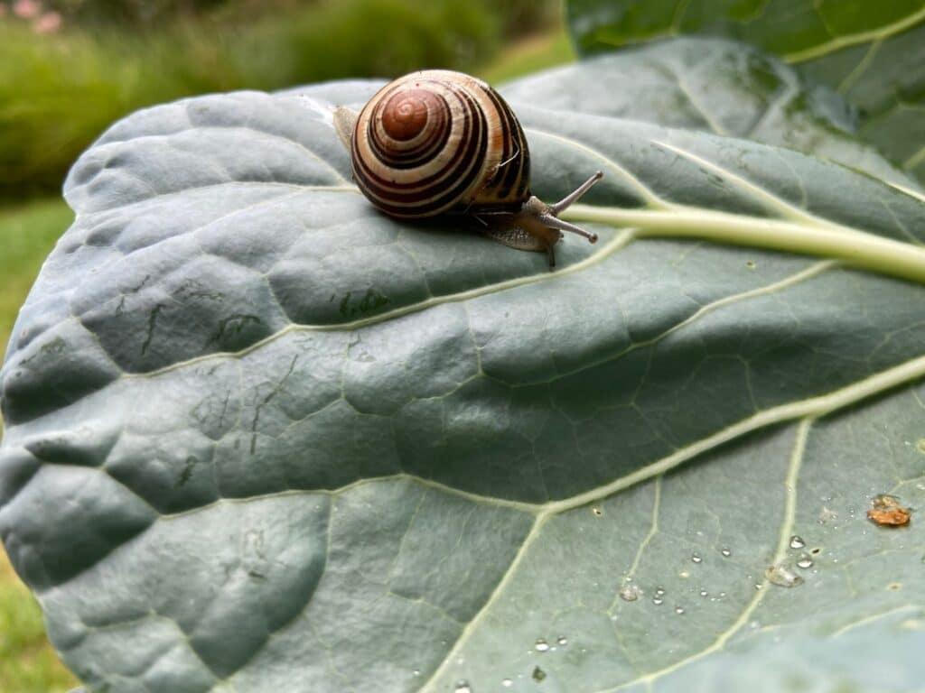 escargot et chou