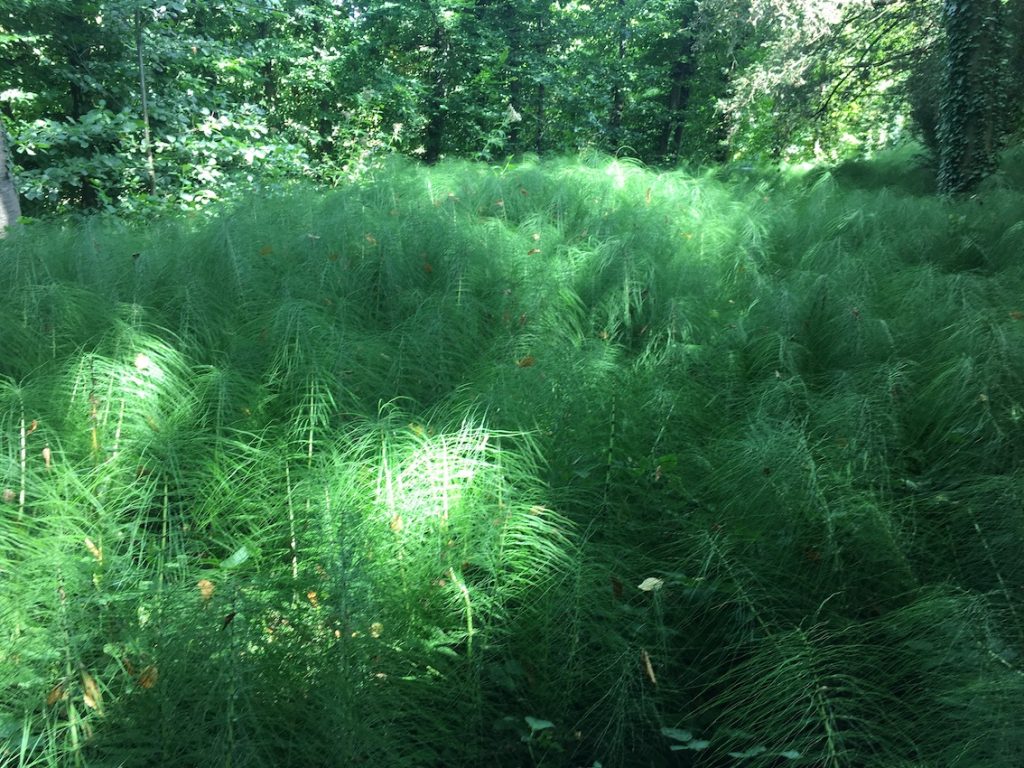 La prle  Pas  Pas - Permaculture