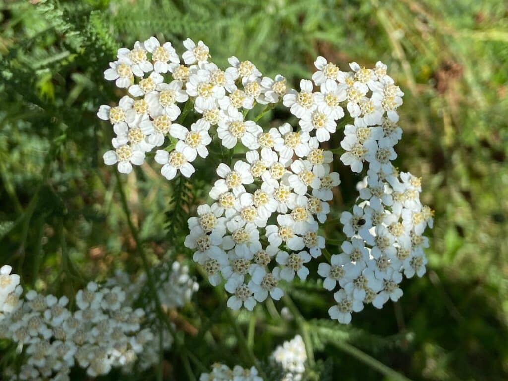 fleurs d'aquillée millefeuille