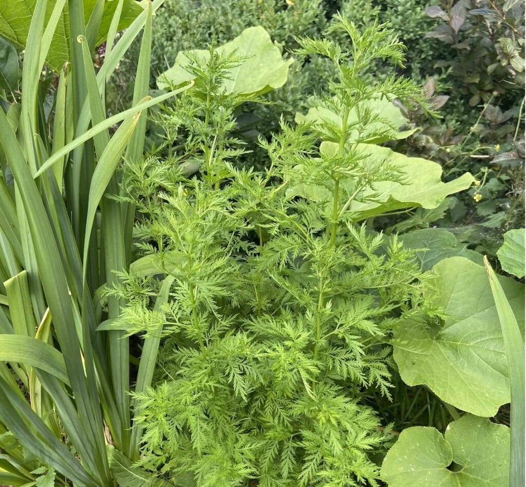 Artemisia annua