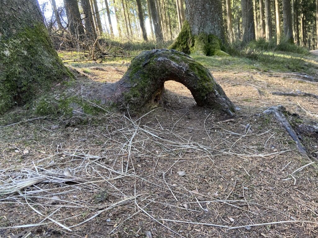 racine étonnante pas à Pas permaculture