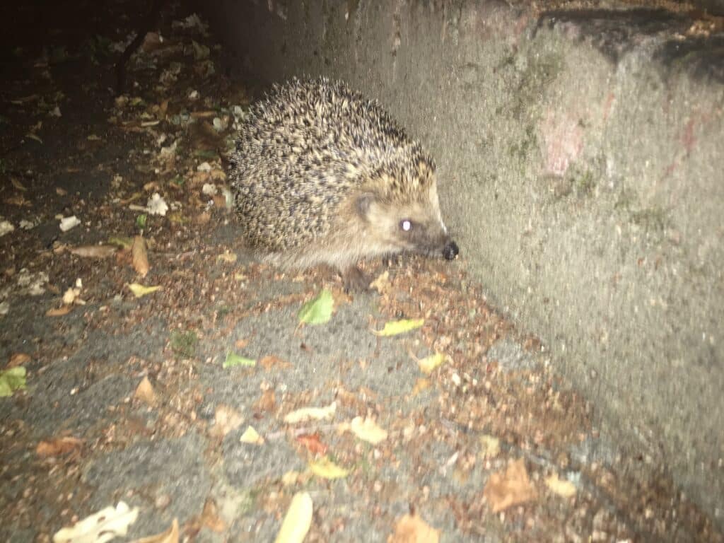 Un hérisson la nuit