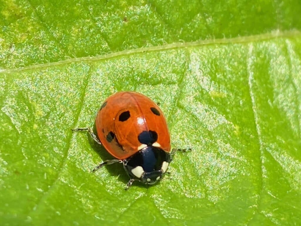 Coccinelle