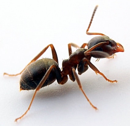Lasius niger