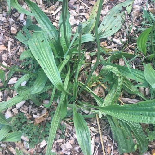 Le plantain indésirable nutritif et médicinal