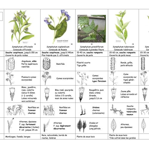 La consoude dans tous ses &eacute;tats