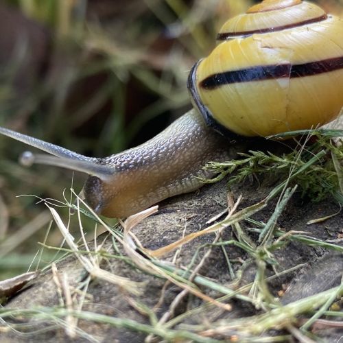 Les magnifiques escargots