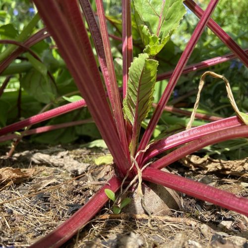 betterave du potager de Pas a Pas