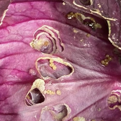 pi&eacute;ride du chou