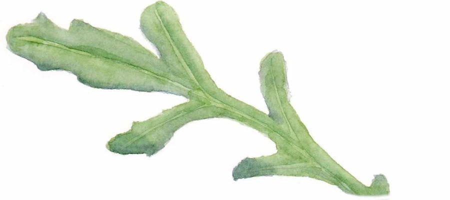 roquette aquarelle florian t serstevens