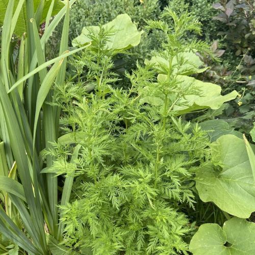 Artemisia annua