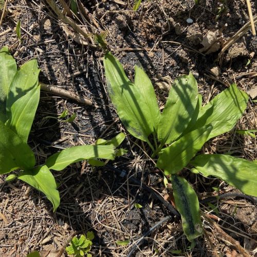 les ails des ours dans les framboisiers