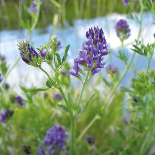 La luzerne bénéfique