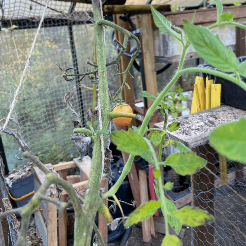 Tomate jaune de Belgique