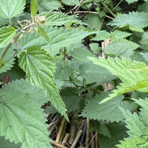 le monde secr&ecirc;t des orties