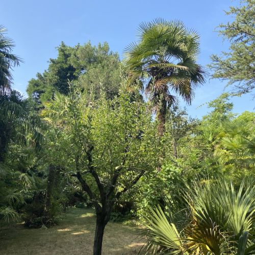 Palmeraie du Sarthou Gers