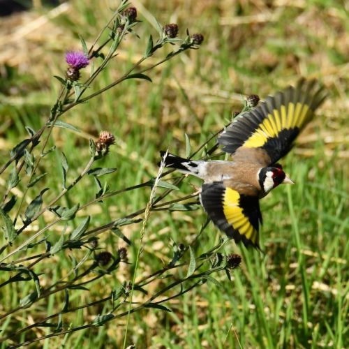 Chardonnet &eacute;l&eacute;hant