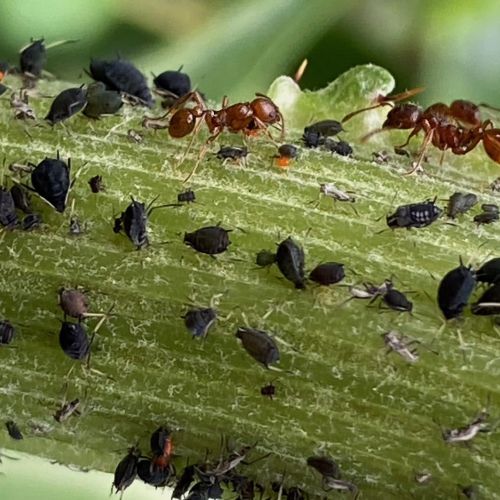 Les fourmis nettoyant le caca des pucerons