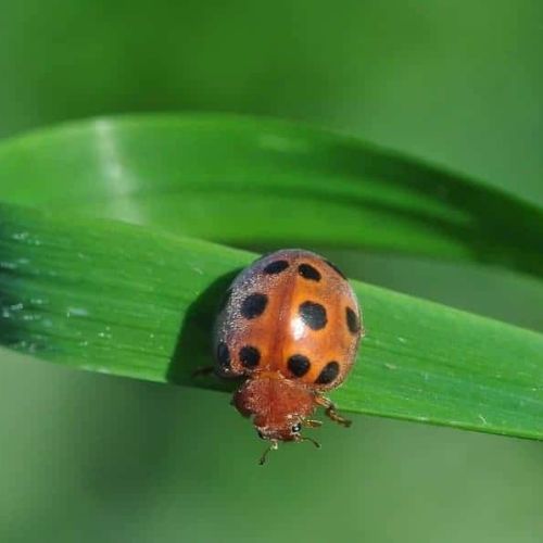 Coccinelle africaine