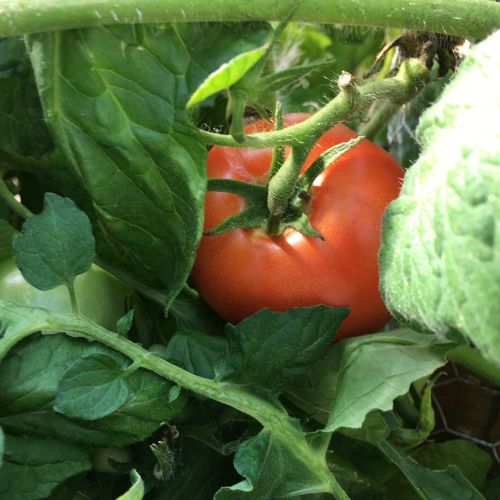 tomate m&ucirc;re