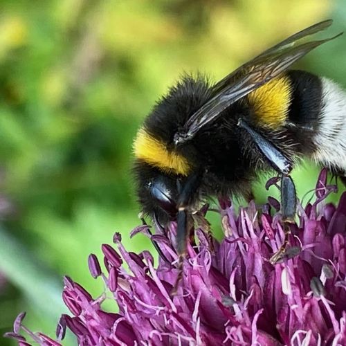 Bombus terrestris sur fleur d'allium
