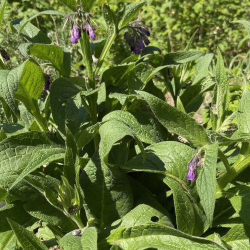 Merveilleuse consoude