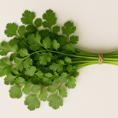 botte de coriandre