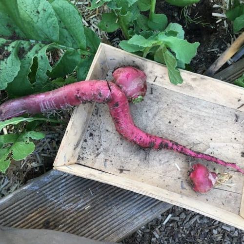 radis-chandelle-de-feu