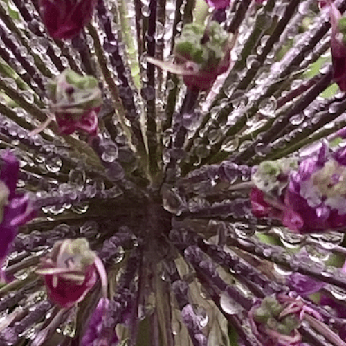 Fleurs d'allium