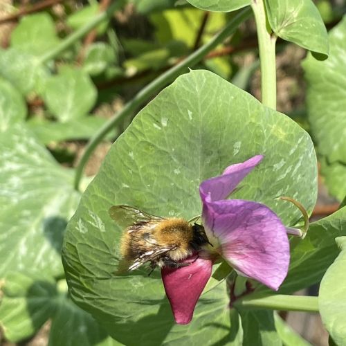fleur de pois