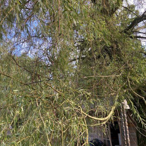 Salix Alba-saule pleureur