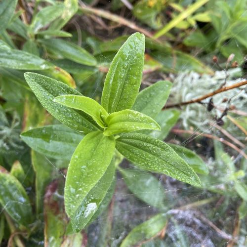 feuille de saponaire