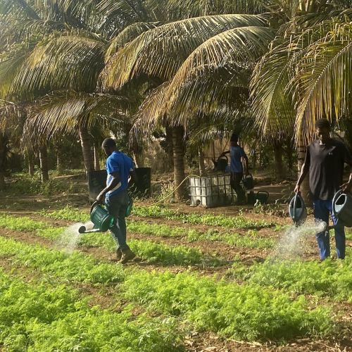 arrossage maraichage senegal formation pas a pas permaculture belgique
