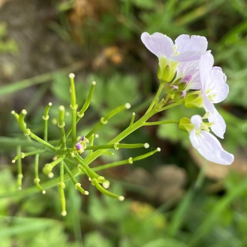 Cardamine des prés