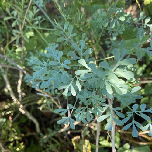 Plante médicinale la rue
