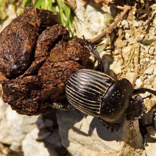 Le scarab&eacute;e bousier