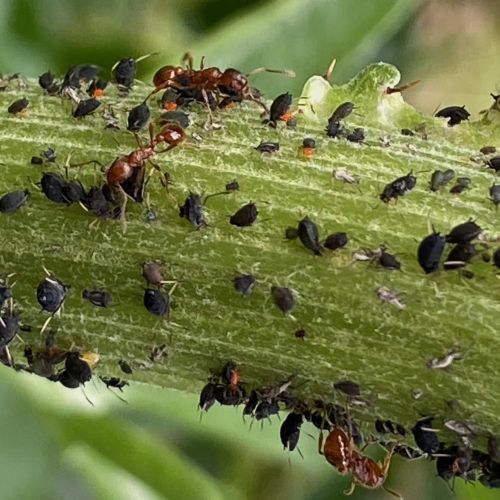 puceron sur artichaut