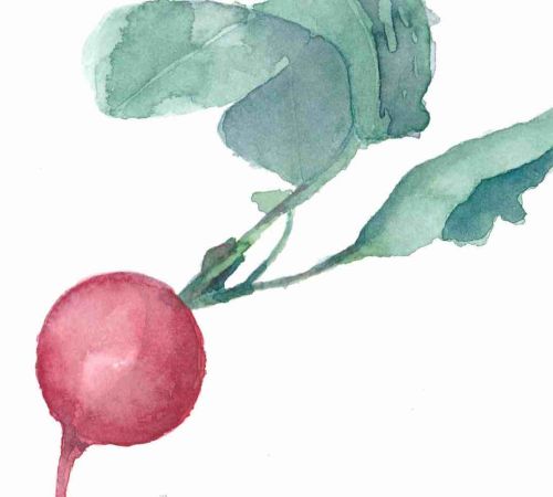 radis aquarelle florian t serstevens