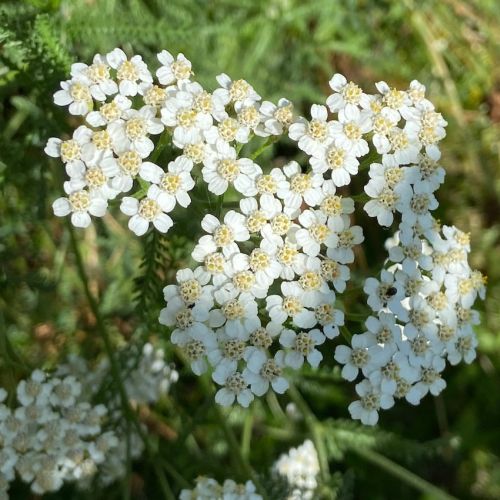 fleurs d'aquillée millefeuille