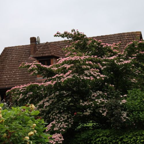 Le jardin des Lianes