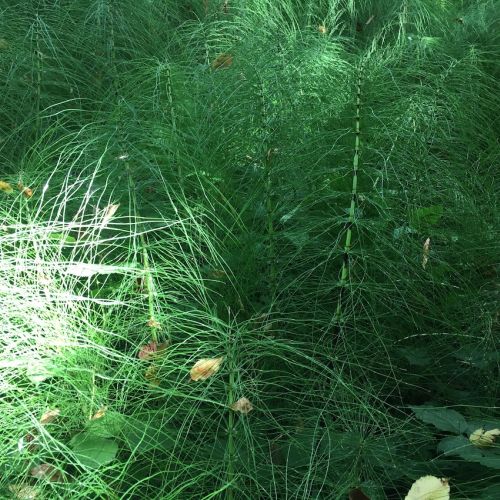 Champ de pr&ecirc;le des marais