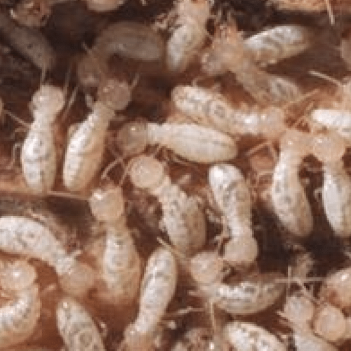 termites