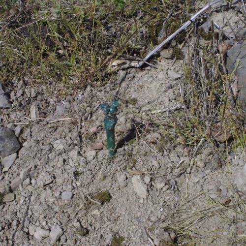 Pied de vigne greffé