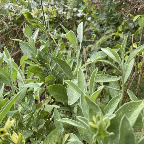 Salvia officinalis