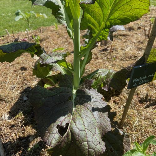 Chou moutarde de Chine rouge