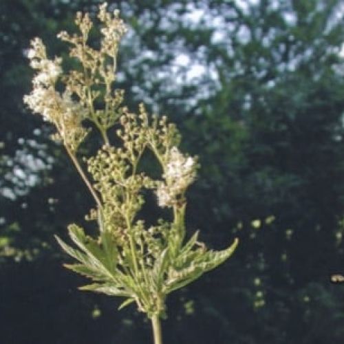 La reine des prés - Filipendula ulmaria