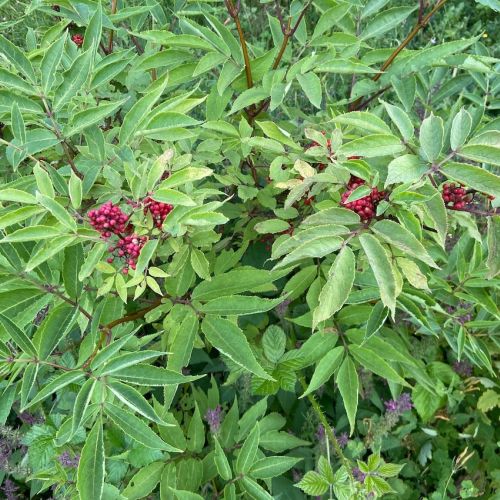 feuille et fruit du sureau rouge