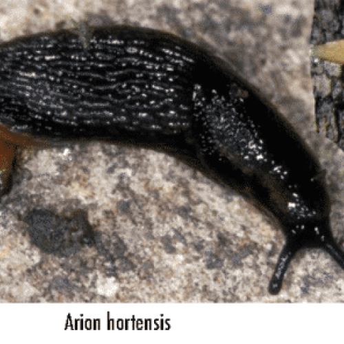 Trois types de limaces de nos potagers